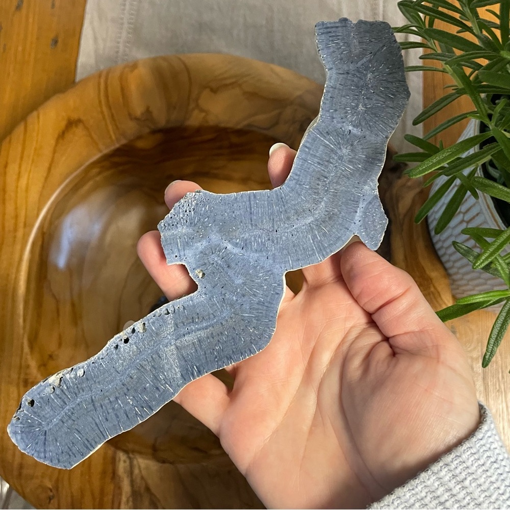 Large polished blue coral slab specimen. Rare all natural blue coral.